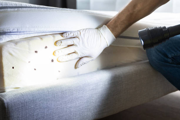 Best Pest Prevention Services  in Ipswich, SD