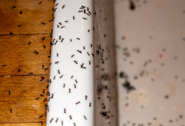 Best Affordable Pest Control Services  in Ipswich, SD